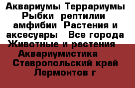 Аквариумы.Террариумы.Рыбки, рептилии, амфибии. Растения и аксесуары - Все города Животные и растения » Аквариумистика   . Ставропольский край,Лермонтов г.